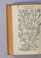 An illustration from Caroli Clusii Atrebat. Rariorum aliquot stirpium per Hispanias obseruatarum historia, : libris duobus expressa (1576)