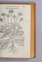 An illustration from Caroli Clusii Atrebat. Rariorum aliquot stirpium per Hispanias obseruatarum historia, : libris duobus expressa (1576)