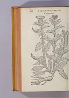 Picture 17 of 19 from Caroli Clusii Atrebat. Rariorum aliquot stirpium per Hispanias obseruatarum historia, : libris duobus expressa (1576), leaf 460