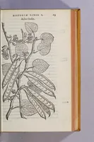 Picture 4 of 19 from Caroli Clusii Atrebat. Rariorum aliquot stirpium per Hispanias obseruatarum historia, : libris duobus expressa (1576), leaf 49