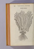 An illustration from Caroli Clusii Atrebat. Rariorum aliquot stirpium per Hispanias obseruatarum historia, : libris duobus expressa (1576)