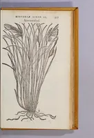 An illustration from Caroli Clusii Atrebat. Rariorum aliquot stirpium per Hispanias obseruatarum historia, : libris duobus expressa (1576)