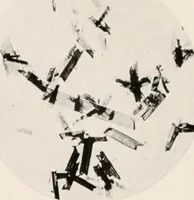An illustration from Carotinoids and related pigments : the chromolipoids (1922)