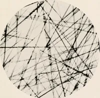 An illustration from Carotinoids and related pigments : the chromolipoids (1922)