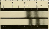 An illustration from Carotinoids and related pigments; the chromolipoids (1922)