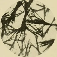 An illustration from Carotinoids and related pigments; the chromolipoids (1922)