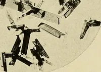 Picture 4 of 7 from Carotinoids and related pigments; the chromolipoids (1922), leaf 240
