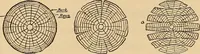 An illustration from Carpentry and woodwork (1911)