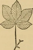 An illustration from Carpentry and woodwork (1911)