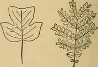 An illustration from Carpentry and woodwork (1911)
