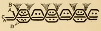 Picture 6 of 17 from Carpets (1919), leaf 66