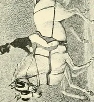 An illustration from Carriages & coaches : their history & their evolution (1912)