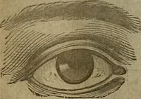 An illustration from The Carrier dove (1884)
