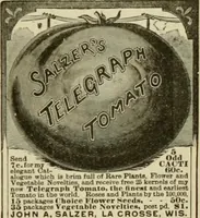 An illustration from The Carrier dove (1884)
