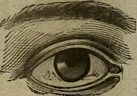 An illustration from The Carrier dove (1884)
