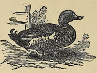 An illustration from Carrier reading-book (1894)