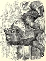 An illustration from Cartoons : Selected from the pages of "Punch" (1901)