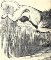 An illustration from Cartoons : Selected from the pages of "Punch" (1901)