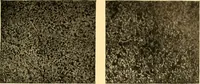 An illustration from The car wheel; giving the results of a series of investigations (1907)