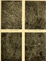 An illustration from The car wheel; giving the results of a series of investigations (1907)