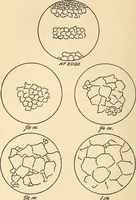 An illustration from The car wheel; giving the results of a series of investigations (1907)