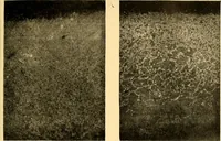 An illustration from The car wheel; giving the results of a series of investigations (1907)