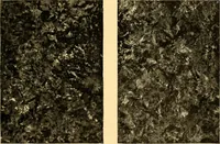 An illustration from The car wheel; giving the results of a series of investigations (1907)