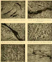 An illustration from The car wheel; giving the results of a series of investigations (1907)