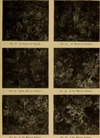 Picture 16 of 92 from The car wheel; giving the results of a series of investigations (1907), leaf 40
