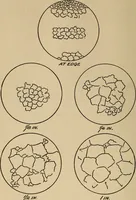 An illustration from The car wheel; giving the results of a series of investigations (1907)