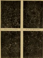 Picture 23 of 92 from The car wheel; giving the results of a series of investigations (1907), leaf 52