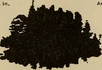 An illustration from The car wheel; giving the results of a series of investigations (1907)