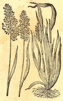 An illustration from Caspari Bauhini viri clariss. Pinax Theatri botanici, sive, Index in Theophrasti, Dioscoridis, Plinij et botanicorum qui à seculo scripserunt opera : plantarum circiter sex millium ab ipsis exhibitarum nomina cum earundem synonymijs & differentijs methodice secundum genera & species proponens : opus XL annorum summopere expetitum ad autoris autographum recensitum (1671)