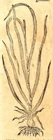 An illustration from Caspari Bauhini viri clariss. Pinax Theatri botanici, sive, Index in Theophrasti, Dioscoridis, Plinij et botanicorum qui à seculo scripserunt opera : plantarum circiter sex millium ab ipsis exhibitarum nomina cum earundem synonymijs & differentijs methodice secundum genera & species proponens : opus XL annorum summopere expetitum ad autoris autographum recensitum (1671)