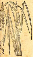 An illustration from Caspari Bauhini viri clariss. Pinax Theatri botanici, sive, Index in Theophrasti, Dioscoridis, Plinij et botanicorum qui à seculo scripserunt opera : plantarum circiter sex millium ab ipsis exhibitarum nomina cum earundem synonymijs & differentijs methodice secundum genera & species proponens : opus XL annorum summopere expetitum ad autoris autographum recensitum (1671)