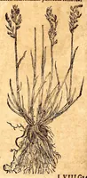 An illustration from Caspari Bauhini viri clariss. Pinax Theatri botanici, sive, Index in Theophrasti, Dioscoridis, Plinij et botanicorum qui à seculo scripserunt opera : plantarum circiter sex millium ab ipsis exhibitarum nomina cum earundem synonymijs & differentijs methodice secundum genera & species proponens : opus XL annorum summopere expetitum ad autoris autographum recensitum (1671)