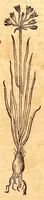 An illustration from Caspari Bauhini viri clariss. Pinax Theatri botanici, sive, Index in Theophrasti, Dioscoridis, Plinij et botanicorum qui à seculo scripserunt opera : plantarum circiter sex millium ab ipsis exhibitarum nomina cum earundem synonymijs & differentijs methodice secundum genera & species proponens : opus XL annorum summopere expetitum ad autoris autographum recensitum (1671)
