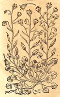 An illustration from Caspari Bauhini viri clariss. Pinax Theatri botanici, sive, Index in Theophrasti, Dioscoridis, Plinij et botanicorum qui à seculo scripserunt opera : plantarum circiter sex millium ab ipsis exhibitarum nomina cum earundem synonymijs & differentijs methodice secundum genera & species proponens : opus XL annorum summopere expetitum ad autoris autographum recensitum (1671)