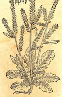 An illustration from Caspari Bauhini viri clariss. Pinax Theatri botanici, sive, Index in Theophrasti, Dioscoridis, Plinij et botanicorum qui à seculo scripserunt opera : plantarum circiter sex millium ab ipsis exhibitarum nomina cum earundem synonymijs & differentijs methodice secundum genera & species proponens : opus XL annorum summopere expetitum ad autoris autographum recensitum (1671)