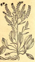 An illustration from Caspari Bauhini viri clariss. Pinax Theatri botanici, sive, Index in Theophrasti, Dioscoridis, Plinij et botanicorum qui à seculo scripserunt opera : plantarum circiter sex millium ab ipsis exhibitarum nomina cum earundem synonymijs & differentijs methodice secundum genera & species proponens : opus XL annorum summopere expetitum ad autoris autographum recensitum (1671)