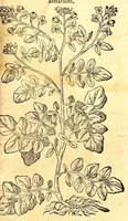 An illustration from Caspari Bauhini viri clariss. Pinax Theatri botanici, sive, Index in Theophrasti, Dioscoridis, Plinij et botanicorum qui à seculo scripserunt opera : plantarum circiter sex millium ab ipsis exhibitarum nomina cum earundem synonymijs & differentijs methodice secundum genera & species proponens : opus XL annorum summopere expetitum ad autoris autographum recensitum (1671)