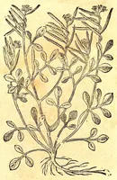 An illustration from Caspari Bauhini viri clariss. Pinax Theatri botanici, sive, Index in Theophrasti, Dioscoridis, Plinij et botanicorum qui à seculo scripserunt opera : plantarum circiter sex millium ab ipsis exhibitarum nomina cum earundem synonymijs & differentijs methodice secundum genera & species proponens : opus XL annorum summopere expetitum ad autoris autographum recensitum (1671)