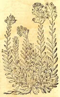 An illustration from Caspari Bauhini viri clariss. Pinax Theatri botanici, sive, Index in Theophrasti, Dioscoridis, Plinij et botanicorum qui à seculo scripserunt opera : plantarum circiter sex millium ab ipsis exhibitarum nomina cum earundem synonymijs & differentijs methodice secundum genera & species proponens : opus XL annorum summopere expetitum ad autoris autographum recensitum (1671)