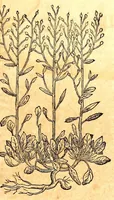 Picture 20 of 43 from Caspari Bauhini viri clariss. Pinax Theatri botanici, sive, Index in Theophrasti, Dioscoridis, Plinij et botanicorum qui à seculo scripserunt opera : plantarum circiter sex millium ab ipsis exhibitarum nomina cum earundem synonymijs & differentijs methodice secundum genera & species proponens : opus XL annorum summopere expetitum ad autoris autographum recensitum (1671), leaf 617