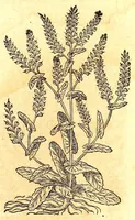 An illustration from Caspari Bauhini viri clariss. Pinax Theatri botanici, sive, Index in Theophrasti, Dioscoridis, Plinij et botanicorum qui à seculo scripserunt opera : plantarum circiter sex millium ab ipsis exhibitarum nomina cum earundem synonymijs & differentijs methodice secundum genera & species proponens : opus XL annorum summopere expetitum ad autoris autographum recensitum (1671)