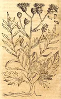 An illustration from Caspari Bauhini viri clariss. Pinax Theatri botanici, sive, Index in Theophrasti, Dioscoridis, Plinij et botanicorum qui à seculo scripserunt opera : plantarum circiter sex millium ab ipsis exhibitarum nomina cum earundem synonymijs & differentijs methodice secundum genera & species proponens : opus XL annorum summopere expetitum ad autoris autographum recensitum (1671)