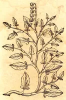 An illustration from Caspari Bauhini viri clariss. Pinax Theatri botanici, sive, Index in Theophrasti, Dioscoridis, Plinij et botanicorum qui à seculo scripserunt opera : plantarum circiter sex millium ab ipsis exhibitarum nomina cum earundem synonymijs & differentijs methodice secundum genera & species proponens : opus XL annorum summopere expetitum ad autoris autographum recensitum (1671)
