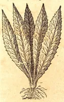 An illustration from Caspari Bauhini viri clariss. Pinax Theatri botanici, sive, Index in Theophrasti, Dioscoridis, Plinij et botanicorum qui à seculo scripserunt opera : plantarum circiter sex millium ab ipsis exhibitarum nomina cum earundem synonymijs & differentijs methodice secundum genera & species proponens : opus XL annorum summopere expetitum ad autoris autographum recensitum (1671)