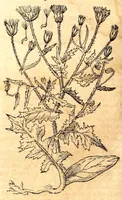 An illustration from Caspari Bauhini viri clariss. Pinax Theatri botanici, sive, Index in Theophrasti, Dioscoridis, Plinij et botanicorum qui à seculo scripserunt opera : plantarum circiter sex millium ab ipsis exhibitarum nomina cum earundem synonymijs & differentijs methodice secundum genera & species proponens : opus XL annorum summopere expetitum ad autoris autographum recensitum (1671)