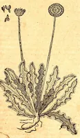 An illustration from Caspari Bauhini viri clariss. Pinax Theatri botanici, sive, Index in Theophrasti, Dioscoridis, Plinij et botanicorum qui à seculo scripserunt opera : plantarum circiter sex millium ab ipsis exhibitarum nomina cum earundem synonymijs & differentijs methodice secundum genera & species proponens : opus XL annorum summopere expetitum ad autoris autographum recensitum (1671)